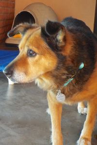 Picture of Dottie
