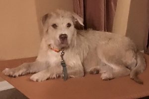 Picture of Dusty