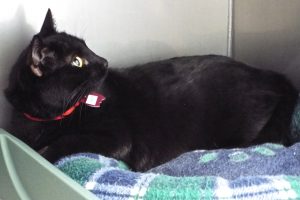 Picture of Ember