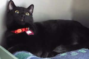 Picture of Ember