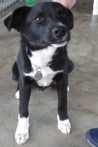 Picture of Hutch