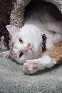 Picture of Jasper