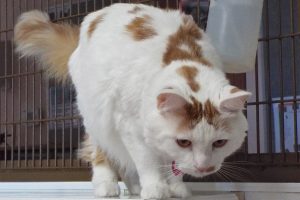 Picture of Jasper