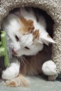 Picture of Jasper