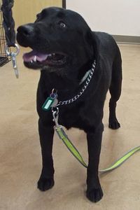 Picture of Jeckle