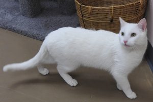 Picture of Jolly