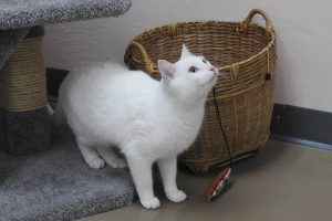 Picture of Jolly