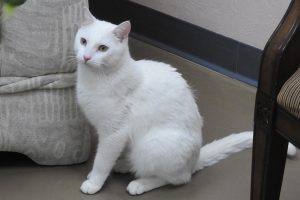 Picture of Jolly
