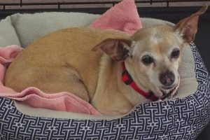 Picture of Lola (R.B.)