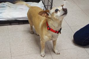 Picture of Lola (R.B.)