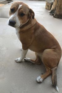 Picture of Molly