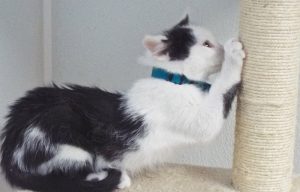 Picture of Nicholas