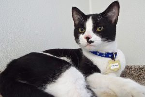 Picture of Prince