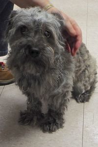 Picture of Romeo