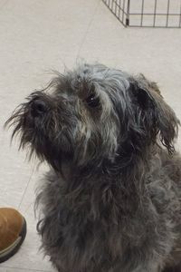 Picture of Romeo
