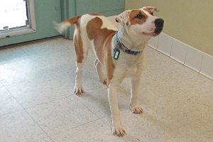 Picture of Sonny B (CGC)