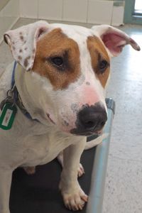 Picture of Sonny B (CGC)