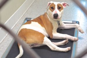 Picture of Sonny B (CGC)