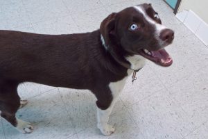 Picture of Starsky