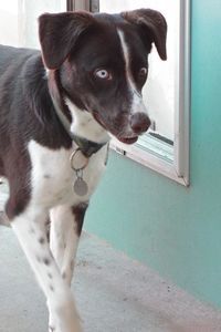 Picture of Starsky
