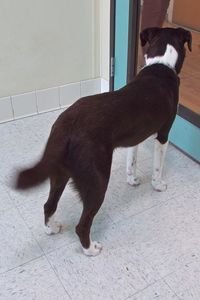 Picture of Starsky