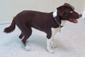 Picture of Starsky