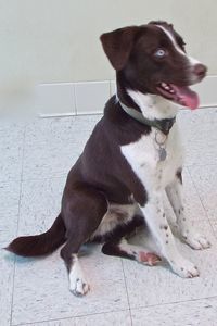 Picture of Starsky