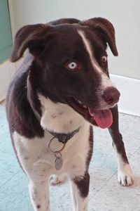 Picture of Starsky