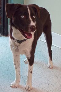 Picture of Starsky