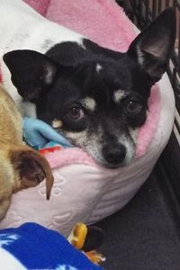 Picture of Tiny