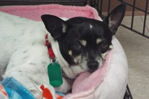 Picture of Tiny