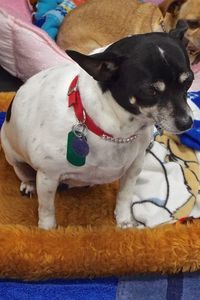 Picture of Tiny