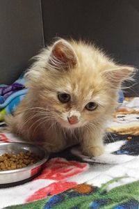 Picture of Whiskers