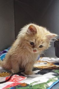 Picture of Whiskers