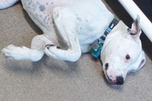 Picture of Blue (CGC)