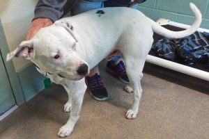 Picture of Blue (CGC)
