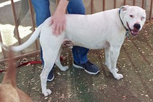Picture of Blue (CGC)
