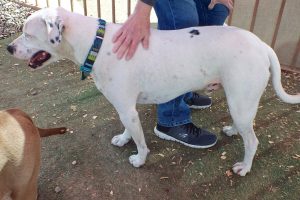 Picture of Blue (CGC)