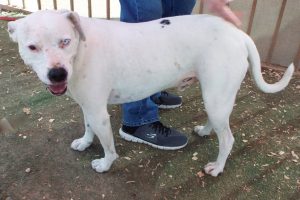 Picture of Blue (CGC)