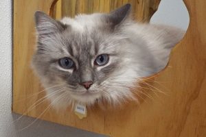 Picture of Boots