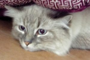 Picture of Boots