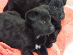 Picture of Buttons