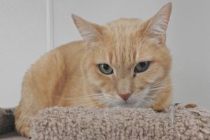 Picture of Chester