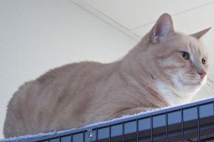 Picture of Chester