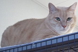 Picture of Chester