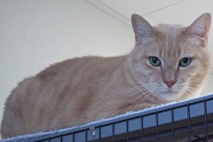 Picture of Chester