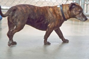Picture of Dexter
