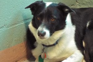 Picture of Jenny (CGC)
