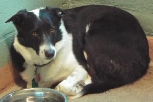 Picture of Jenny (CGC)