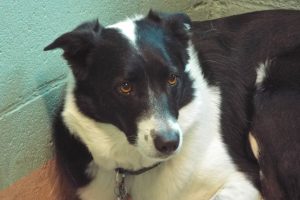 Picture of Jenny (CGC)
